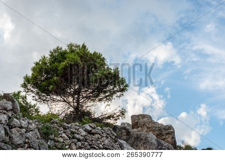 One Tree With A Cloudy Sky Background. On The Rocks. Pinus Halepensis, Aleppo Pine, Evergreen Tree. 