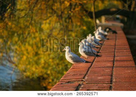 Young White And Grey Seagulls, Chroicocephalus Ridibundus, Standing On Red Brick Wall, Sunny Autumn 