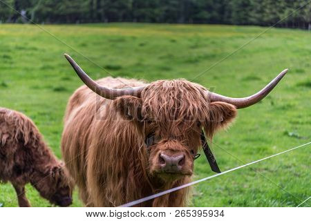 Austrian Highland Cow, Farming And Agriculture Concept