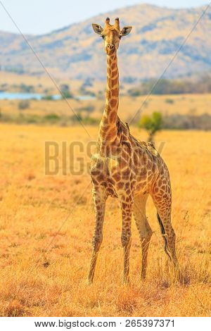 Front View Of African Giraffe Standing In Pilanesberg National Park With Savannah Landscape On Blurr