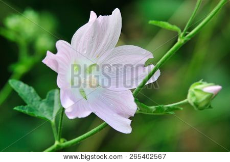 Altea Medicinal, Or Altea Apothecary (lat. Althaéa Officinális) Is A Perennial Herb, A Species Of Th