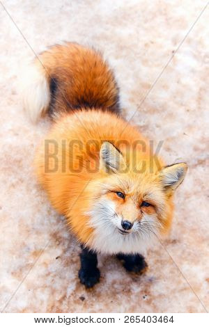 Cute Fluffy Red Fox In Winter Snow At Zao Fox Village Japan