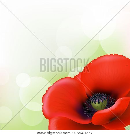 Red Poppy, Vector Illustration