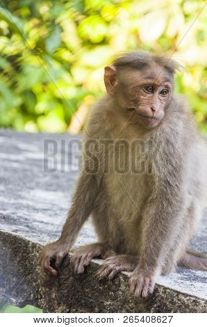Bonnet Monkey Have A Grayish Brown Back And A Well Defined Circular Cap Along With Long Tail, Two-th