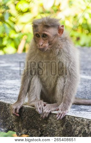 Bonnet Monkey Have A Grayish Brown Back And A Well Defined Circular Cap Along With Long Tail, Two-th