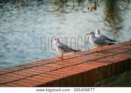 Young White And Grey Seagulls, Chroicocephalus Ridibundus, Standing On Red Brick Wall, Sunny Autumn 