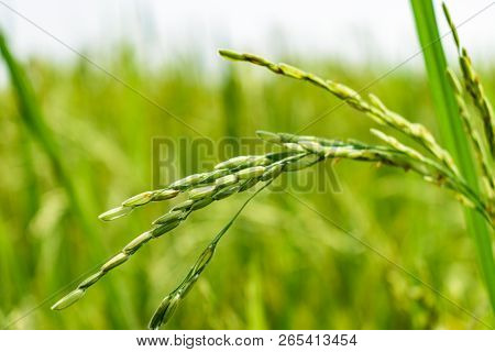 Crop, Also Known As Ravi Crop In India