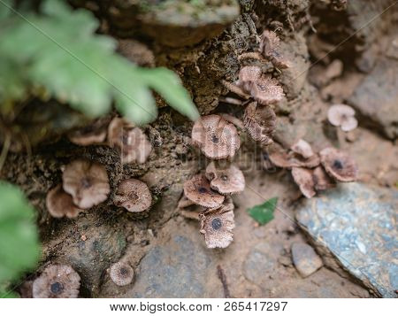 Forest Mushroom Growth Up On The Groud In The Mountain