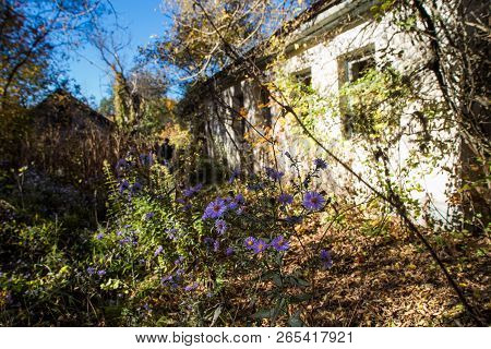 Abandoned House With Flowers In Chornobyl Zone