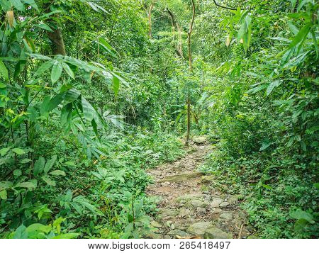 Forest Walkway To The Top Of The Khao Luang Mountain In Ramkhamhaeng National Park,sukhothai Provinc