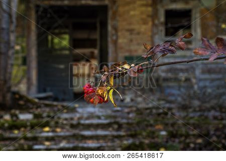 Rowan In Chornobyl Zone