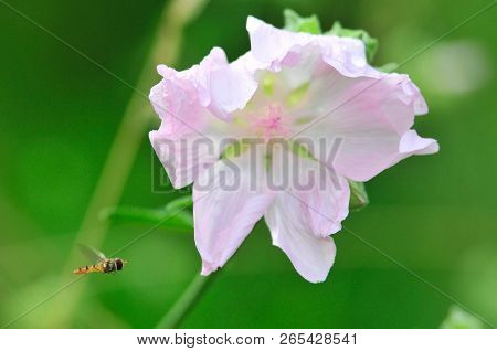 Altea Medicinal, Or Altea Apothecary (lat. Althaéa Officinális) Is A Perennial Herb, A Species Of Th