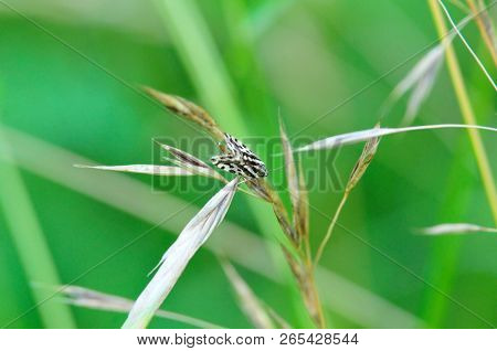 Stalk Of A Cereal Plant And Butterfly. Emmelia Trabealis, Sometimes Known As The Spotted Sulphur, Is