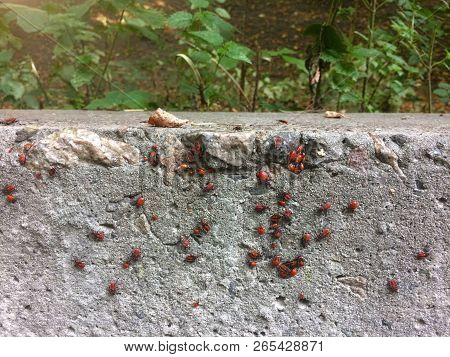 Red Soldier Bug With Black Dots On Concrete And Leaves Background. Spilostethus Pandurus.