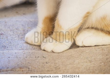 Cute Soft Cats Paws While Sitting On The Sofa