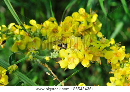 Verbascum, Common Name Mullein (also Known As Velvet Plant), Is A Genus Of  Figwort Family Scrophula