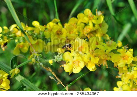 Verbascum, Common Name Mullein (also Known As Velvet Plant), Is A Genus Of  Figwort Family Scrophula