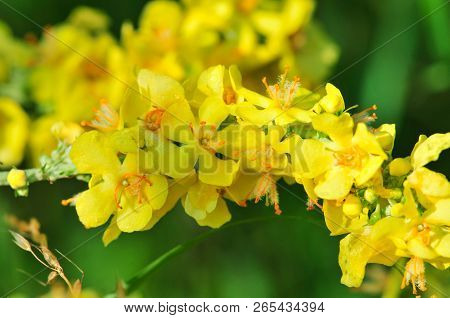 Verbascum, Common Name Mullein (also Known As Velvet Plant), Is A Genus Of  Figwort Family Scrophula