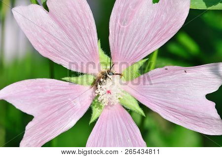 Altea Medicinal, Or Altea Apothecary (lat. Althaéa Officinális) Is A Perennial Herb, A Species Of Th