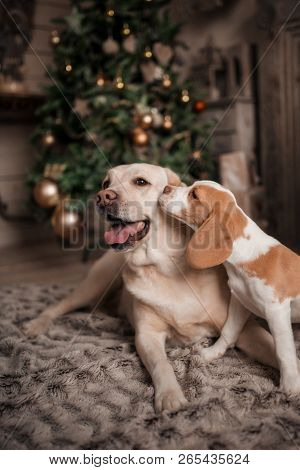 Dogs Are Kissing At Home Stylish Festive Atmosphere