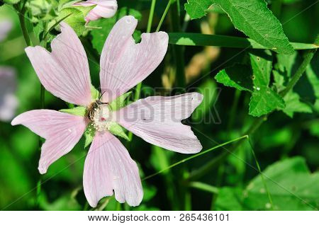 Altea Medicinal, Or Altea Apothecary (lat. Althaéa Officinális) Is A Perennial Herb, A Species Of Th