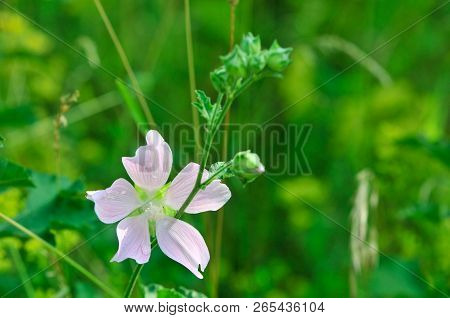 Altea Medicinal, Or Altea Apothecary (lat. Althaéa Officinális) Is A Perennial Herb, A Species Of Th