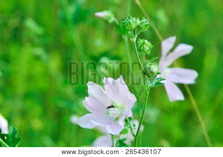Altea Medicinal, Or Altea Apothecary (lat. Althaéa Officinális) Is A Perennial Herb, A Species Of Th