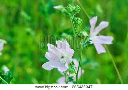 Altea Medicinal, Or Altea Apothecary (lat. Althaéa Officinális) Is A Perennial Herb, A Species Of Th