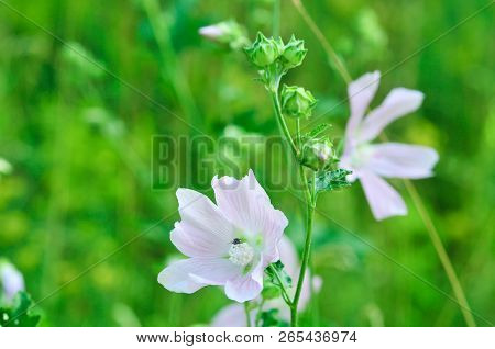 Altea Medicinal, Or Altea Apothecary (lat. Althaéa Officinális) Is A Perennial Herb, A Species Of Th