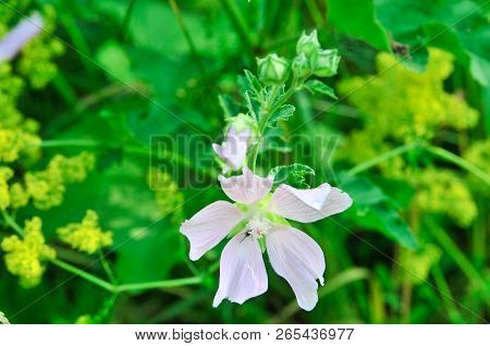 Altea Medicinal, Or Altea Apothecary (lat. Althaéa Officinális) Is A Perennial Herb, A Species Of Th