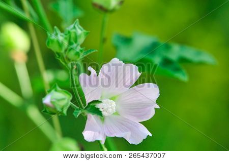 Altea Medicinal, Or Altea Apothecary (lat. Althaéa Officinális) Is A Perennial Herb, A Species Of Th