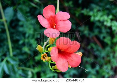 Red Blossom Of A Trompete Flower In The Garden