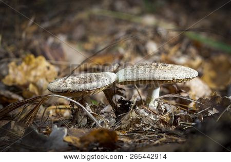 Champignon In The Forest, On Yellow Leaves In Late Autumn