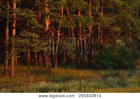 High Coniferous Trees, In The Lawn Under Soft Sunshine.