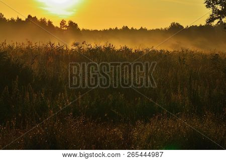 A Steppe Under The Morning Sunshine, In A Fog