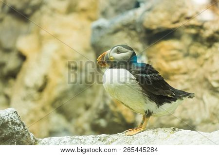Bird, Wildlife And Zoo Concept - Atlantic Puffin Or Common Puffin