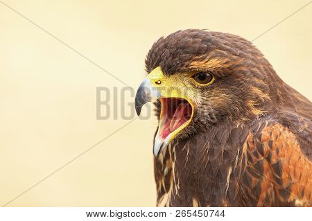 Harris Hawk (parabuteo Unicinctus) Falcon Closeup. Portrait Of Falcon With The Open Beak.