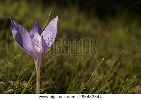 Purple Wildflower - Autumn Flowers - Crociris, Crocus Banaticus