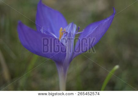 Purple Wildflower - Autumn Flowers - Crociris, Crocus Banaticus