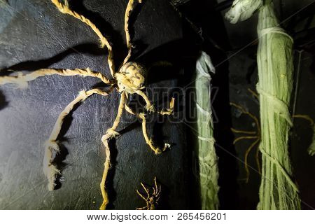 Creepy Hairy Spiders Crawl On Walls Stalking Prey