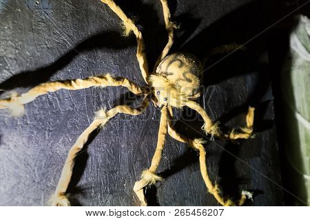 Creepy Hairy Spiders Crawl On Walls Stalking Prey