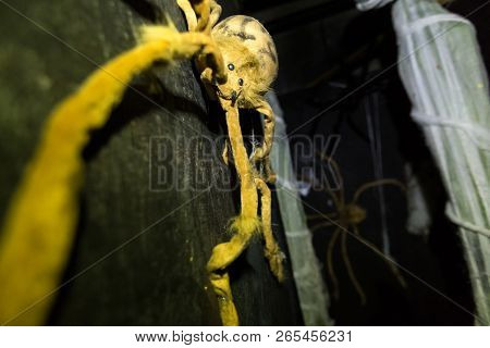 Creepy Hairy Spiders Crawl On Walls Stalking Prey
