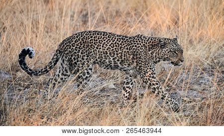 Beautiful Eopard Walking Free In The African Savannah