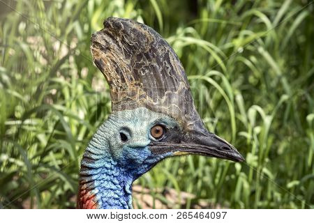 This Is A Close Up Of A Cassowary