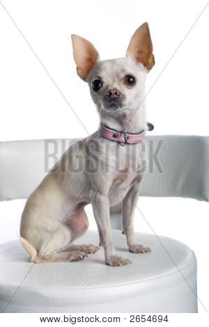 Pes Chihuahua
