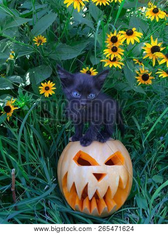Halloween Feast Of All Saints Is Celebrated On October 31 Pumpkin Yellow Color Cut Glows