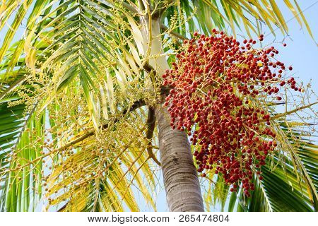Manila Palm. Red Tropical Berries -fruit Of The Christmas Palm.