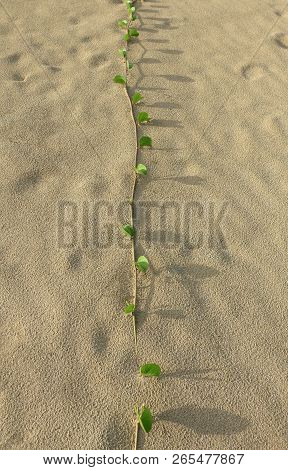 Coastal Plant Growing On The Beach. The Plant Name Is Sand Verbena, Abronia Maritima