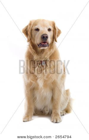 Un Retreiver Labrador dorato seduto