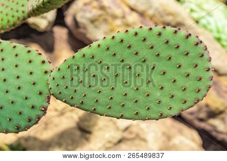 Cactus On The Background Of Stones. Cactus Plant Opuntia Microdasys Rufida